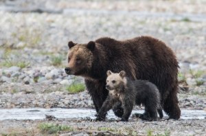 01-399-bear-cub