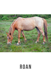 Roan (1)
