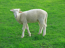 220px-Lamb_09807-a