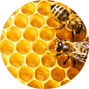 honeycomb_eo_circle_image