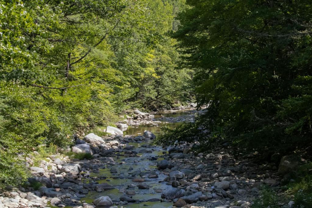 a river in the forest