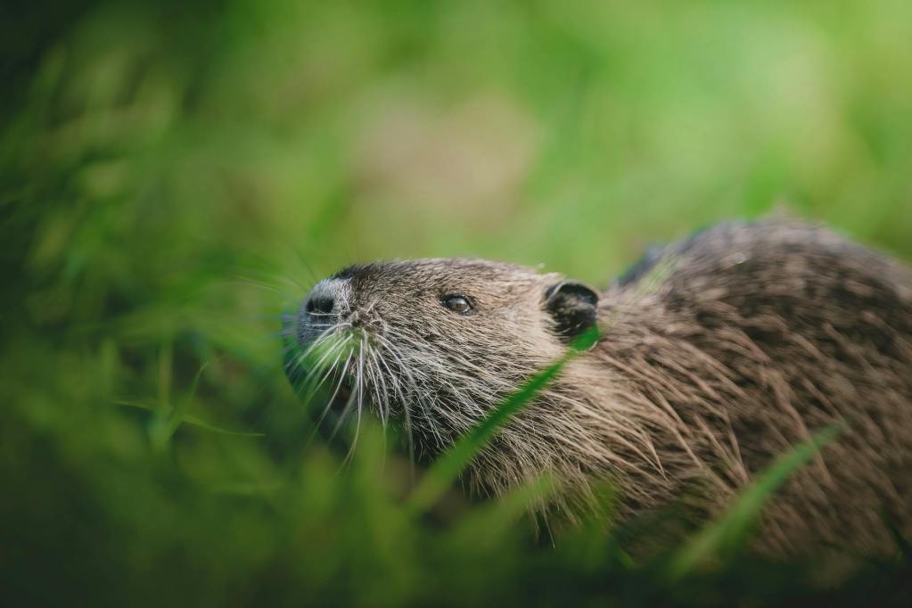 beaver in grass
