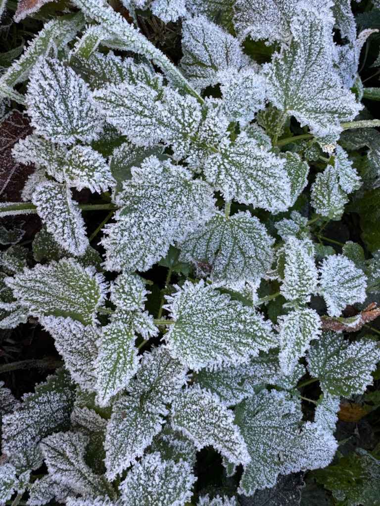 frost covered leaves in german winter