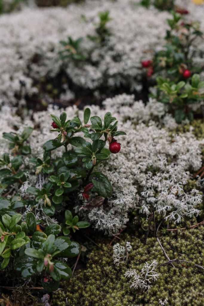 a growing wild berry