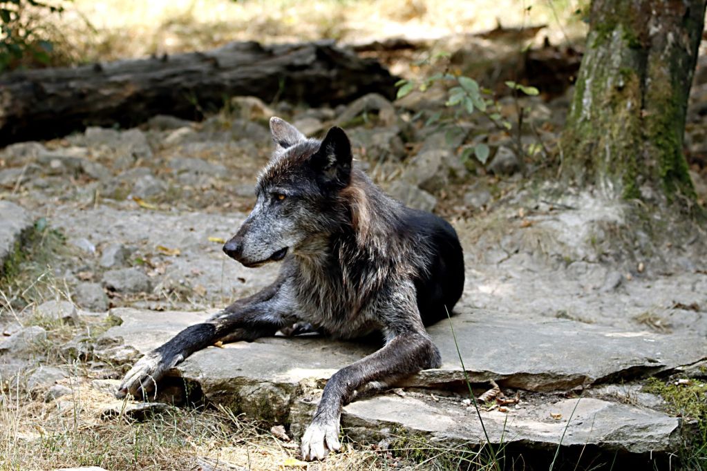 photo of a wolfdog